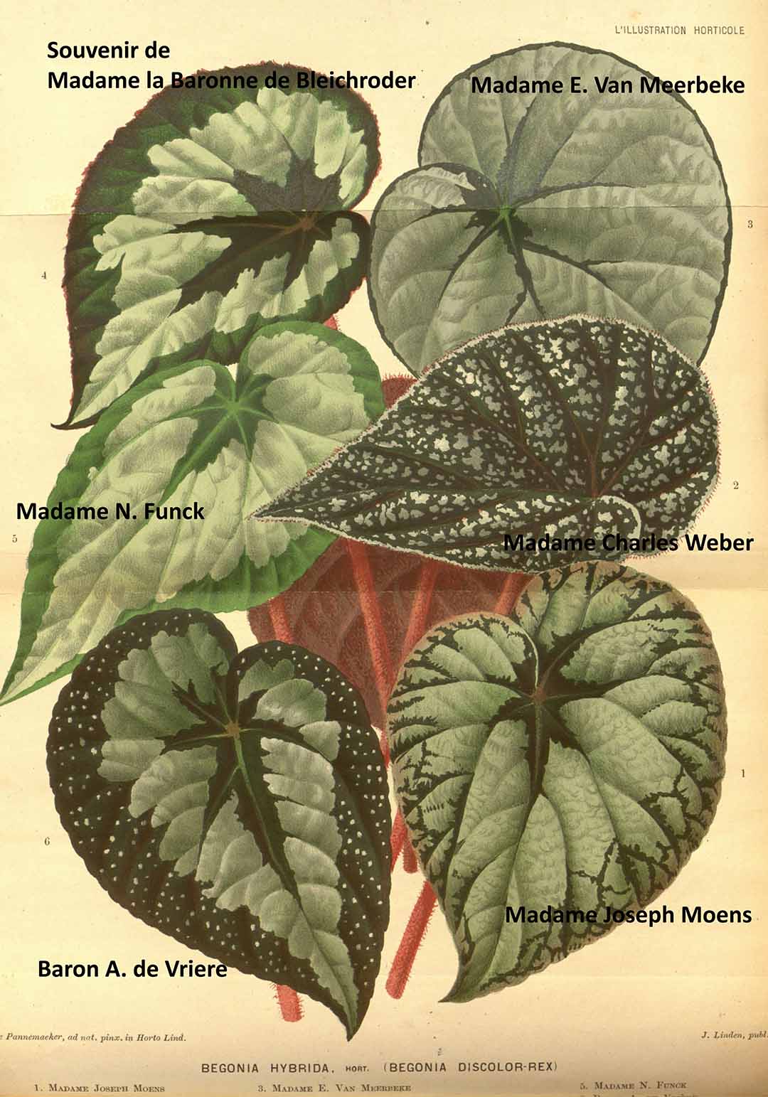 B. ‘Mme. Joseph Moens’